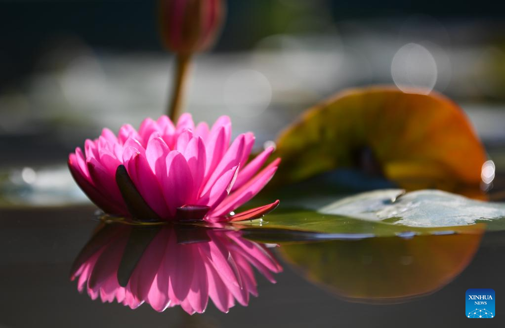 Water lilies displayed at Yunxi Botanical Garden in Guangzhou