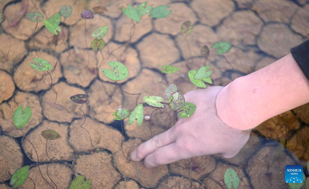 Water lilies displayed at Yunxi Botanical Garden in Guangzhou