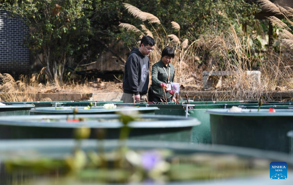 Water lilies displayed at Yunxi Botanical Garden in Guangzhou