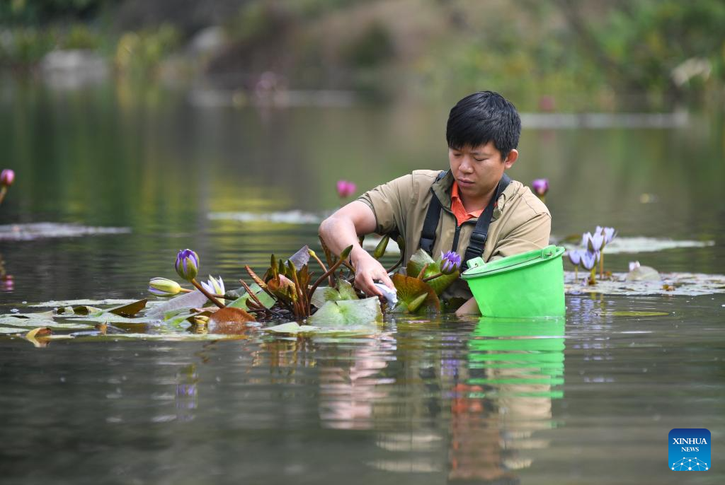 Water lilies displayed at Yunxi Botanical Garden in Guangzhou