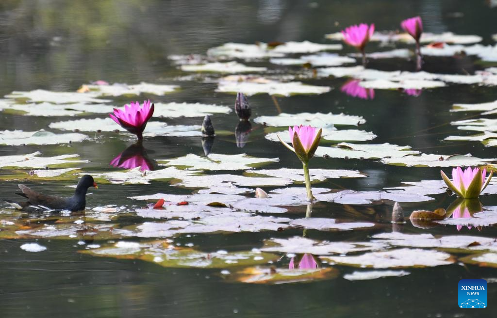 Water lilies displayed at Yunxi Botanical Garden in Guangzhou
