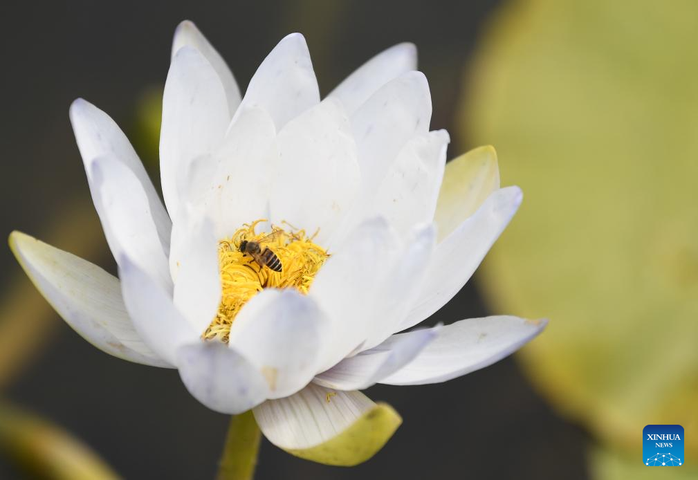 Water lilies displayed at Yunxi Botanical Garden in Guangzhou
