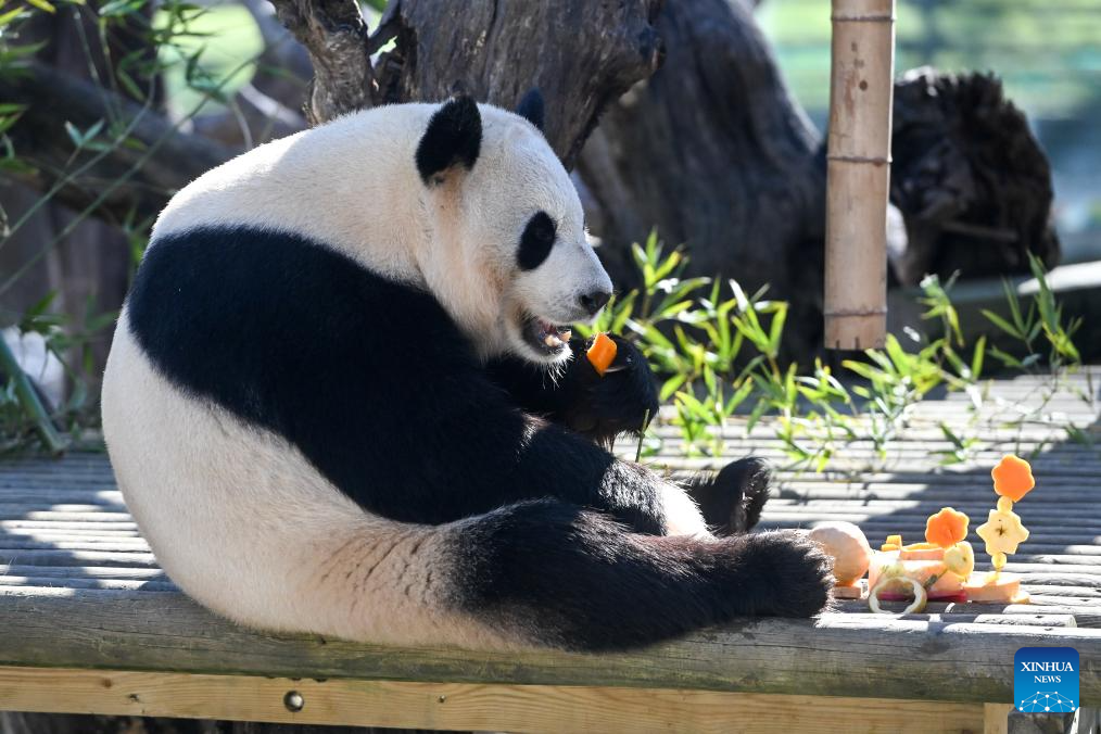 Madrid Zoo holds celebrations for Chinese New Year