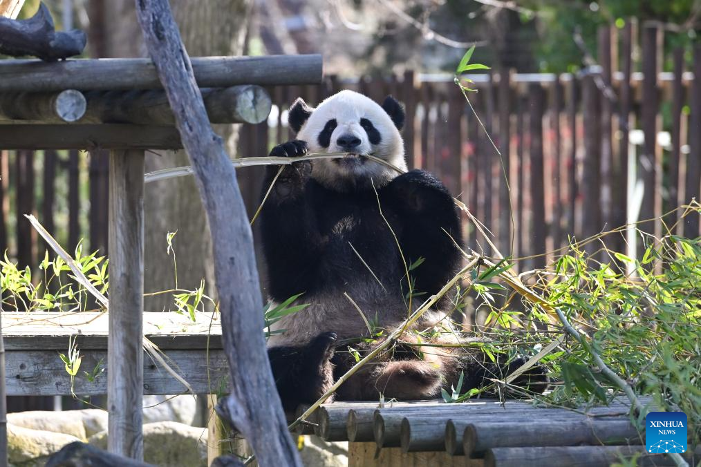 Madrid Zoo holds celebrations for Chinese New Year