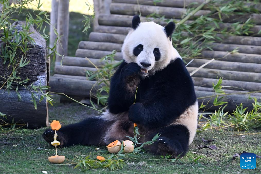 Madrid Zoo holds celebrations for Chinese New Year