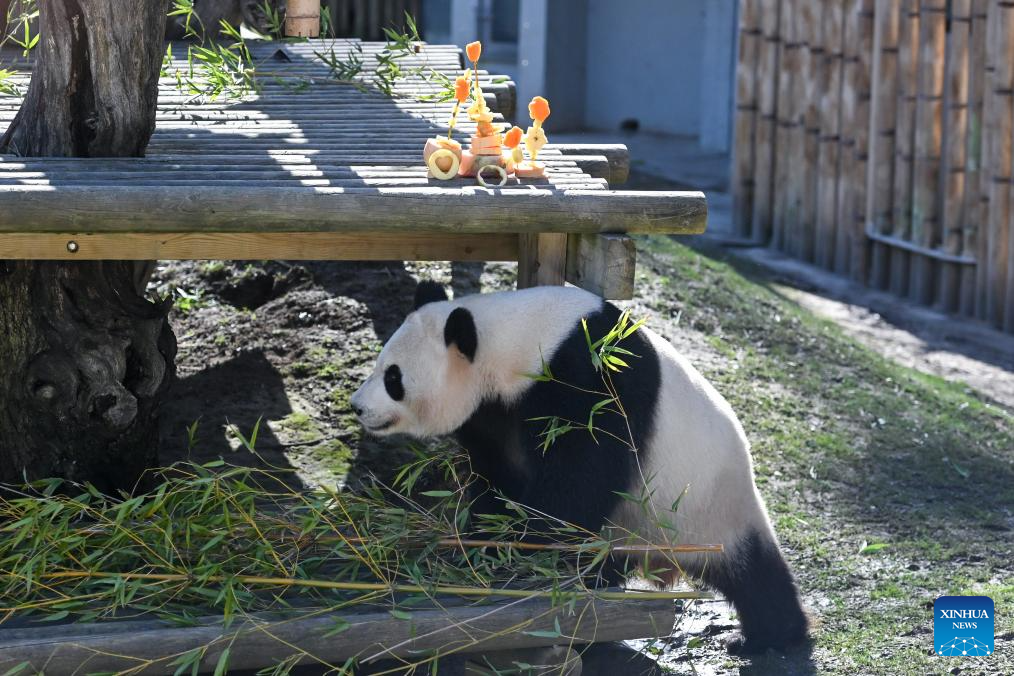 Madrid Zoo holds celebrations for Chinese New Year