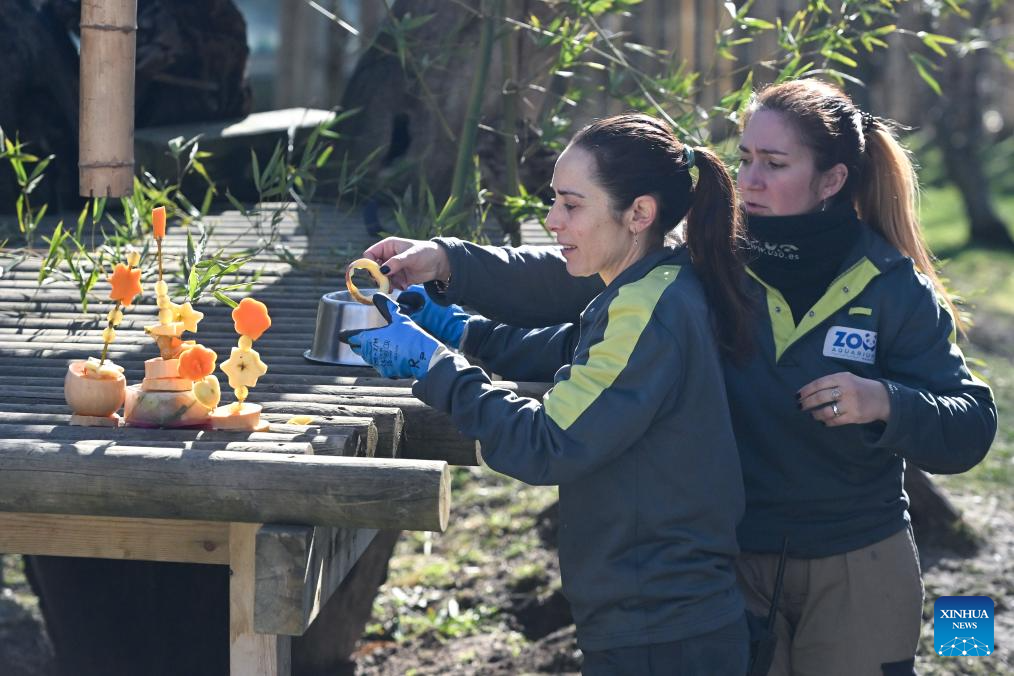 Madrid Zoo holds celebrations for Chinese New Year