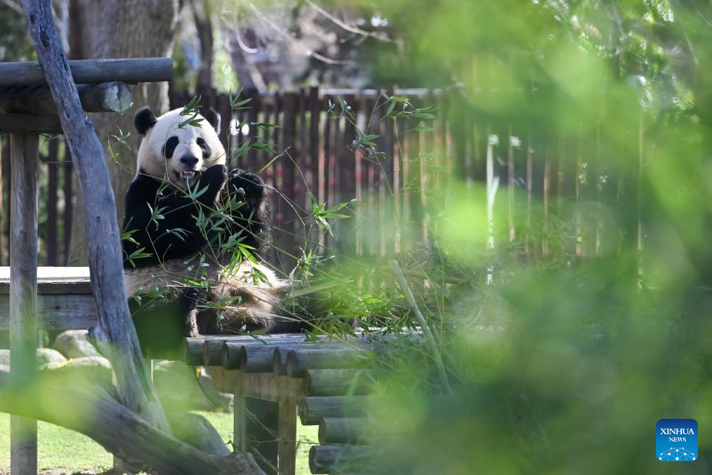 Madrid Zoo holds celebrations for Chinese New Year