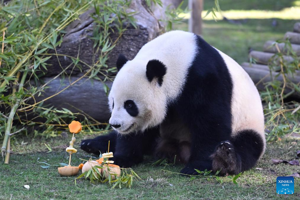 Madrid Zoo holds celebrations for Chinese New Year