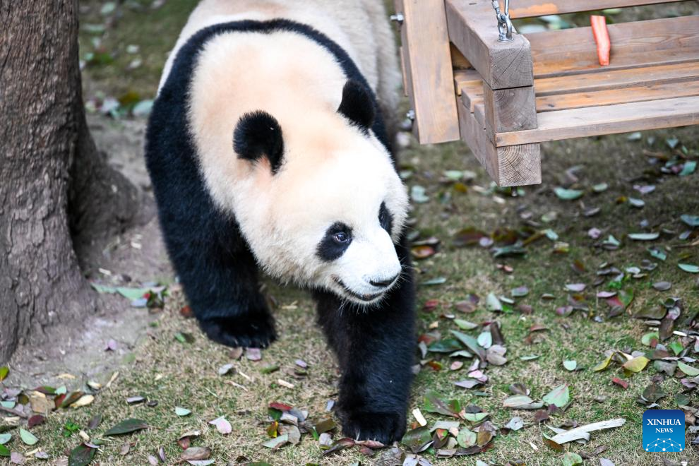 Giant pandas attract tourists at Chongqing Zoo