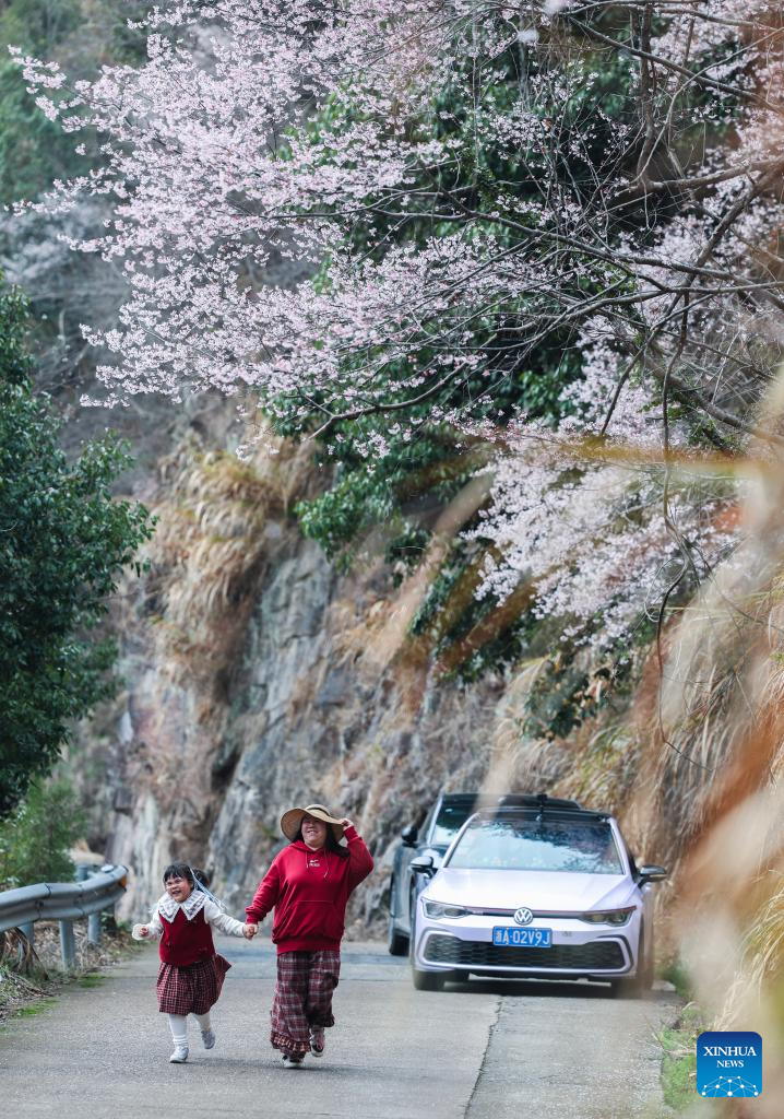 Wild cherry flowers in full bloom attract tourists in E China