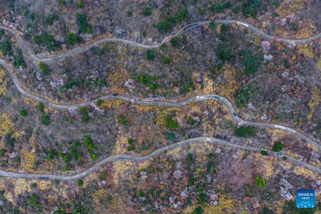 Wild cherry flowers in full bloom attract tourists in E China