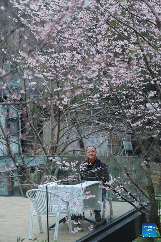 Wild cherry flowers in full bloom attract tourists in E China