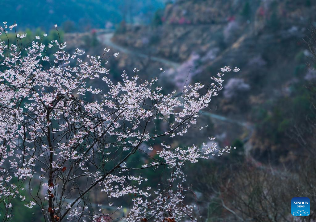 Wild cherry flowers in full bloom attract tourists in E China