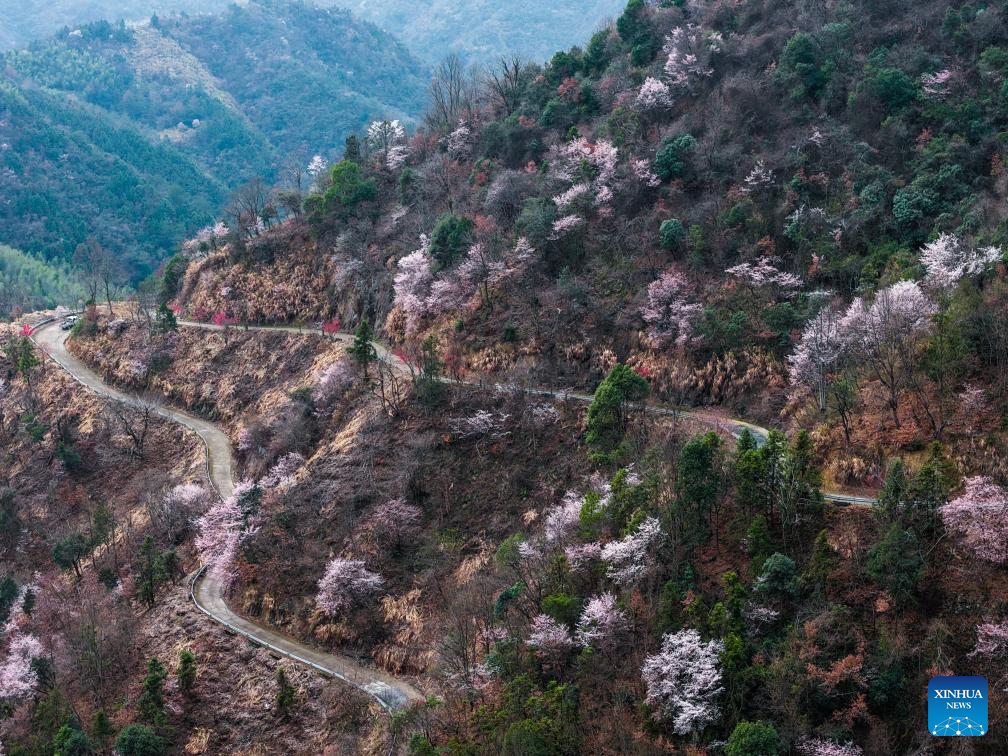 Wild cherry flowers in full bloom attract tourists in E China