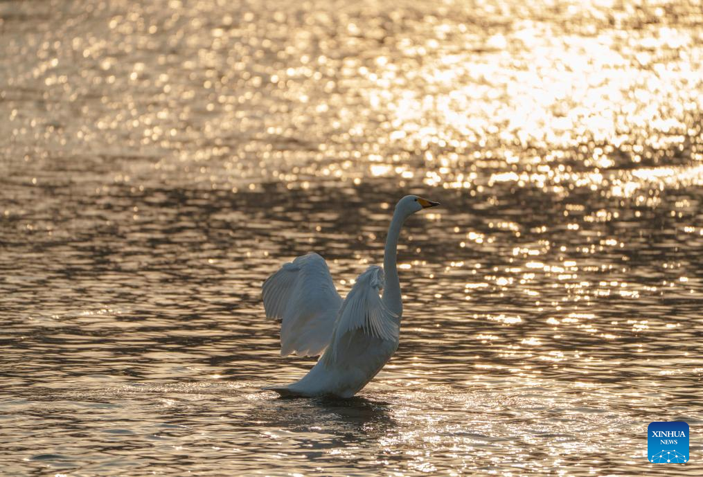 Flocks of swans migrate to Daling River in NE China's Liaoning since beginning of winter