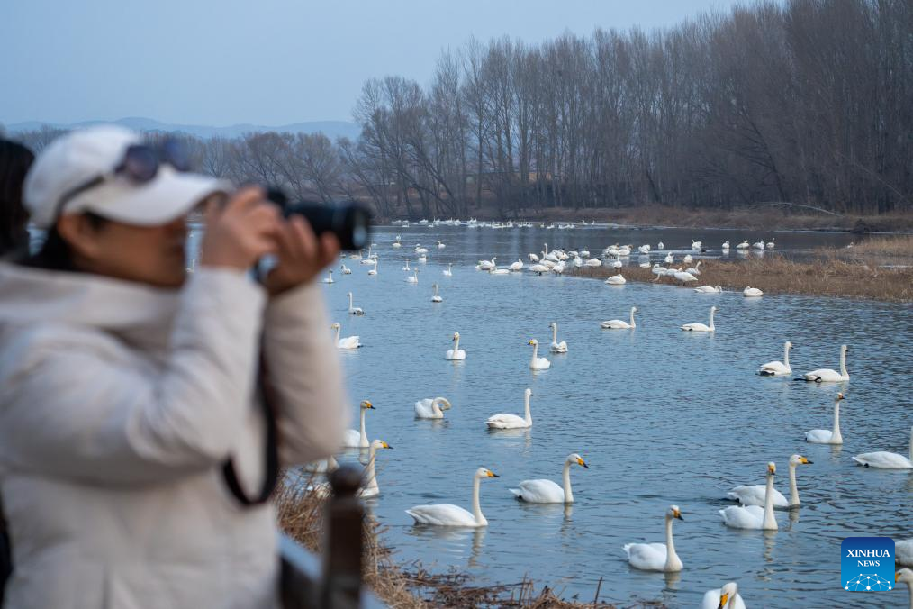 Flocks of swans migrate to Daling River in NE China's Liaoning since beginning of winter