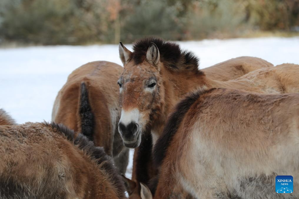 Feature: Przewalski's horses return to wild through China-Germany cooperation