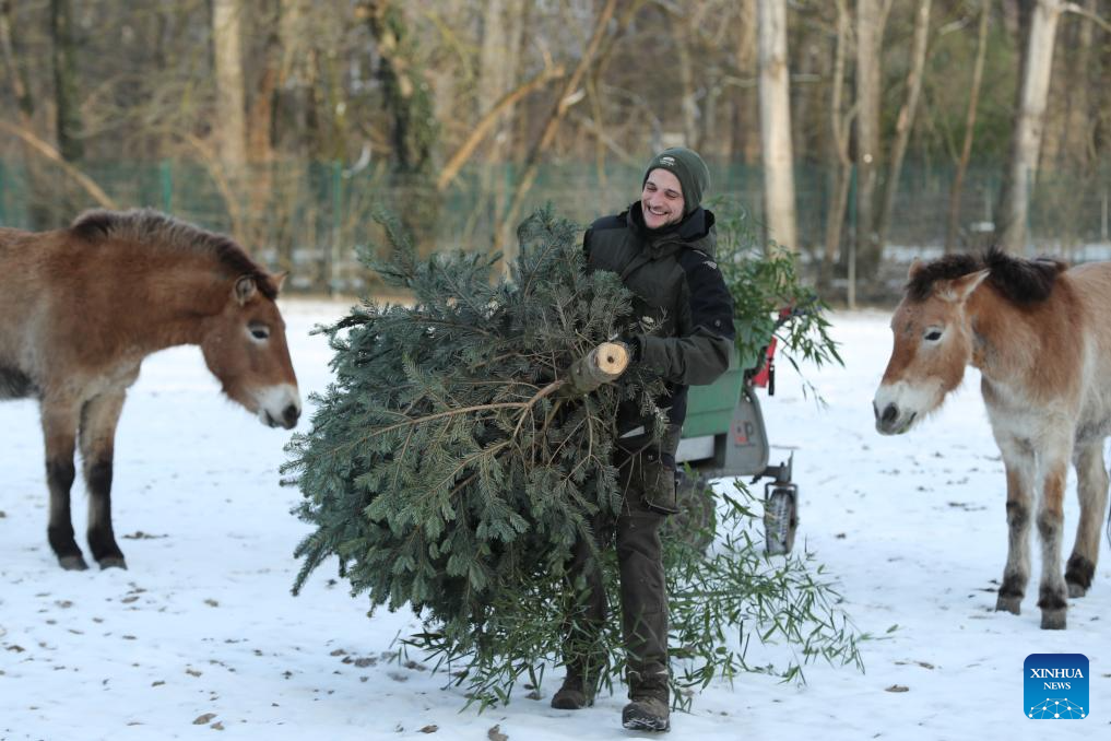 Feature: Przewalski's horses return to wild through China-Germany cooperation