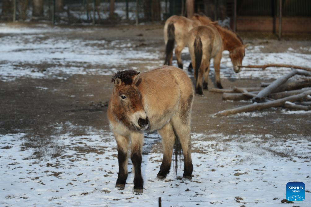 Feature: Przewalski's horses return to wild through China-Germany cooperation