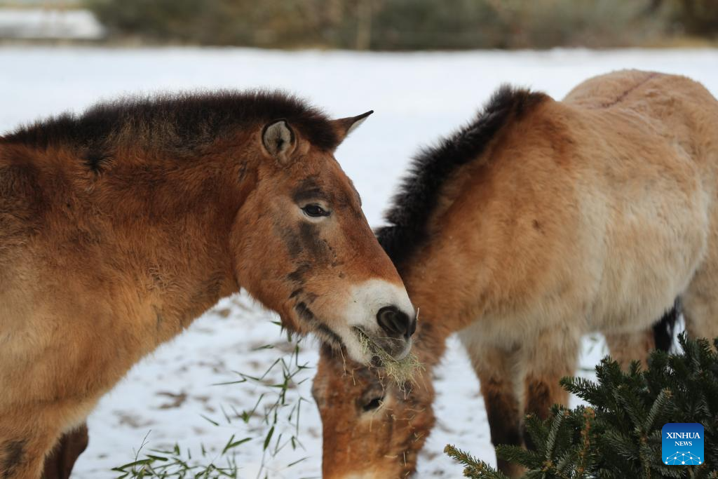 Feature: Przewalski's horses return to wild through China-Germany cooperation
