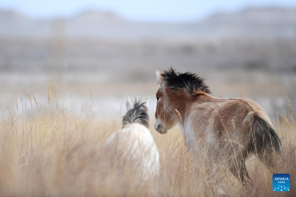 Feature: Przewalski's horses return to wild through China-Germany cooperation