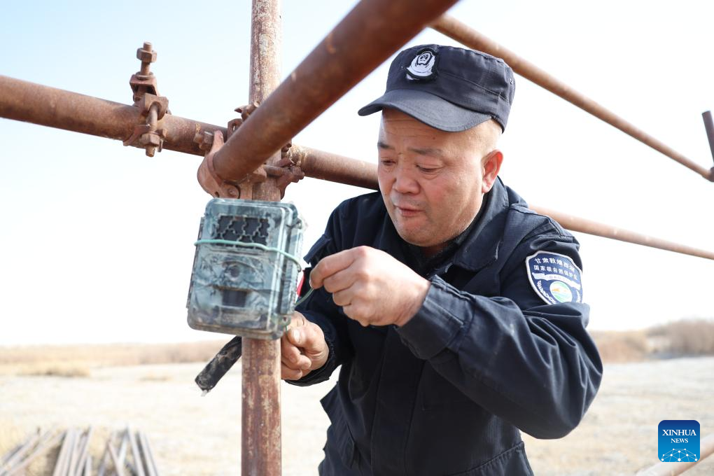 Feature: Przewalski's horses return to wild through China-Germany cooperation
