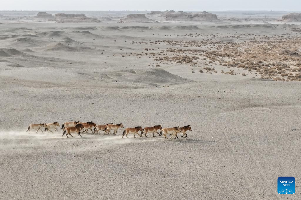 Feature: Przewalski's horses return to wild through China-Germany cooperation