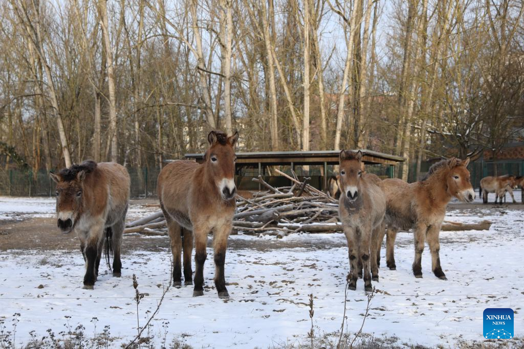 Feature: Przewalski's horses return to wild through China-Germany cooperation