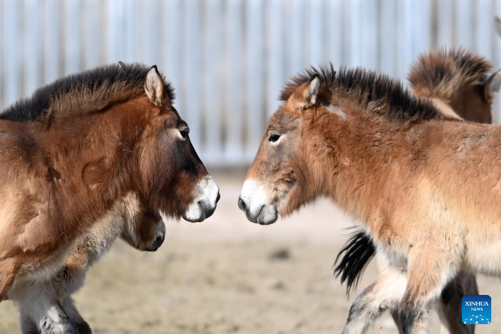 Feature: Przewalski's horses return to wild through China-Germany cooperation