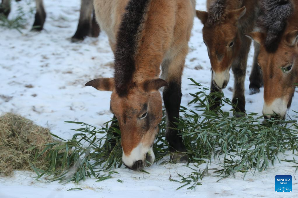 Feature: Przewalski's horses return to wild through China-Germany cooperation