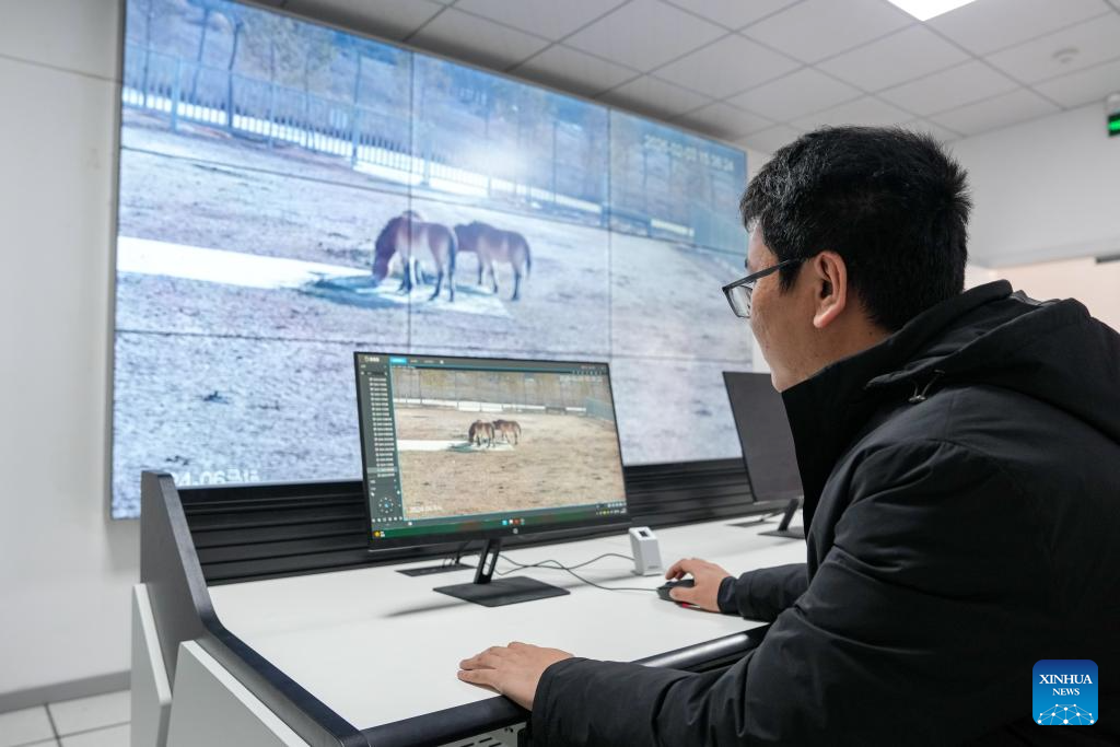 Feature: Przewalski's horses return to wild through China-Germany cooperation