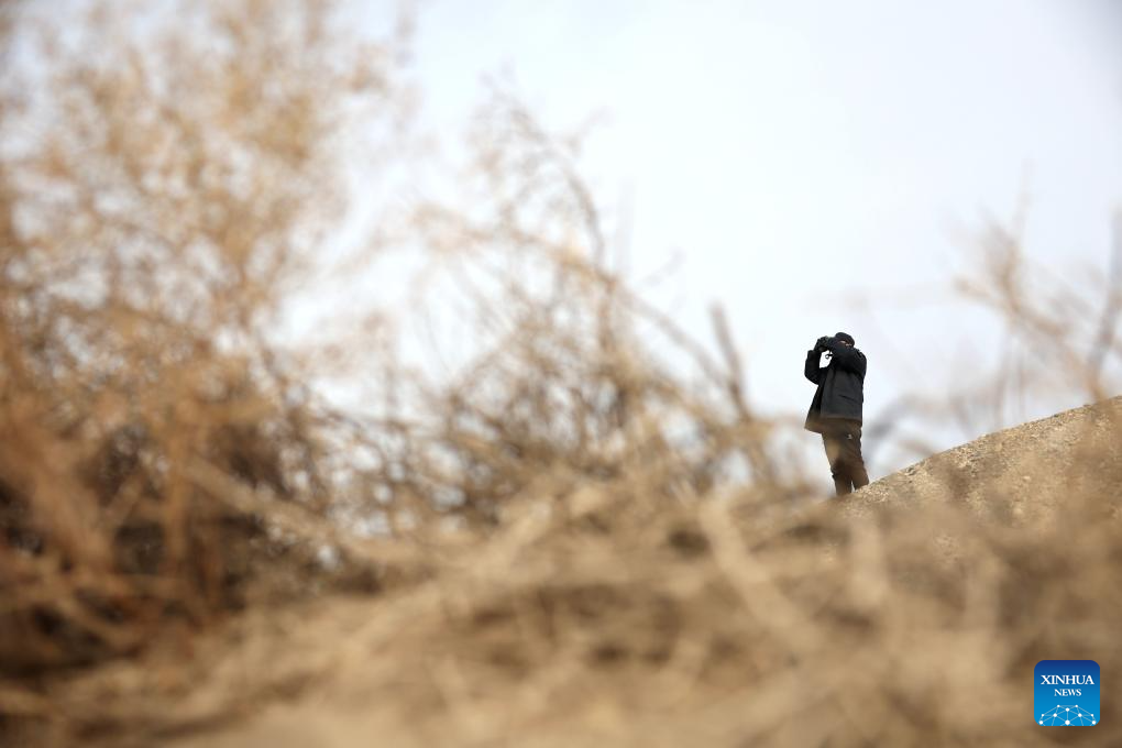 Feature: Przewalski's horses return to wild through China-Germany cooperation