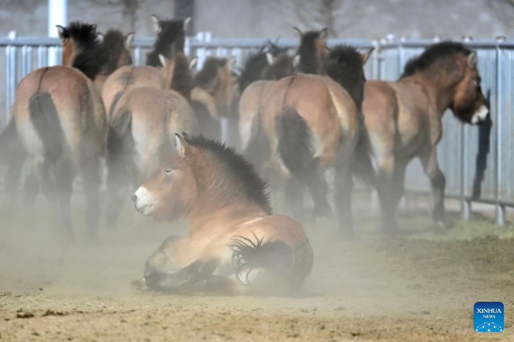 Feature: Przewalski's horses return to wild through China-Germany cooperation