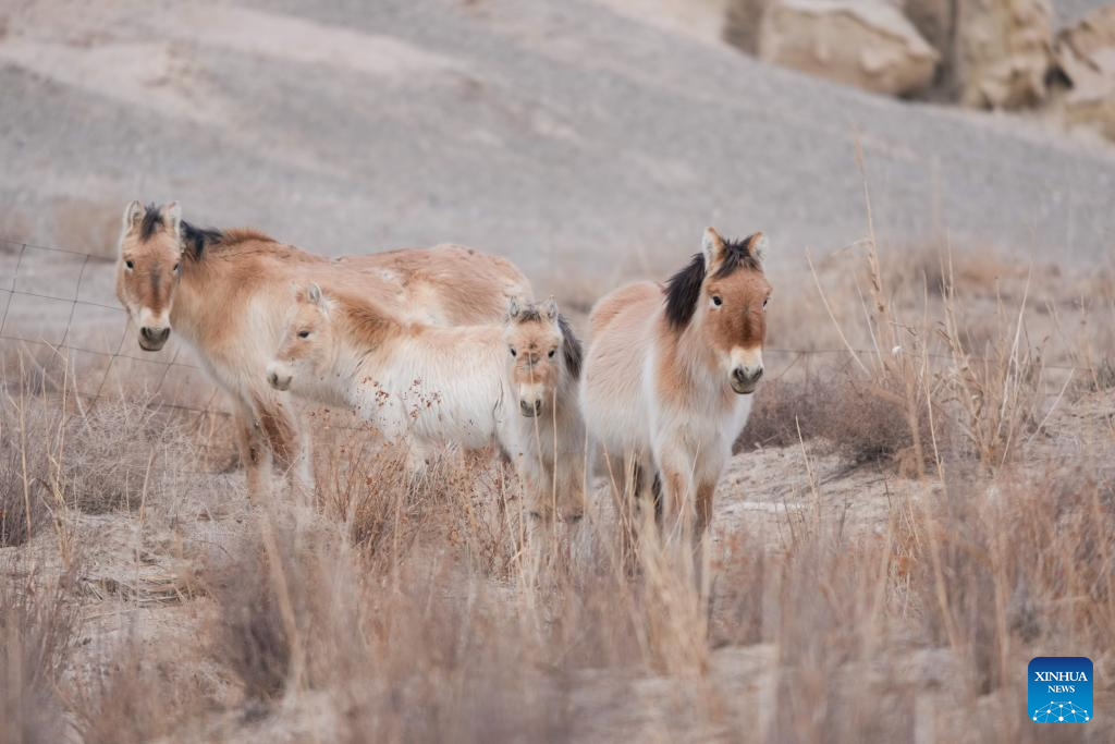 Feature: Przewalski's horses return to wild through China-Germany cooperation