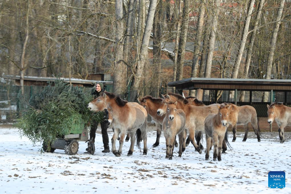 Feature: Przewalski's horses return to wild through China-Germany cooperation
