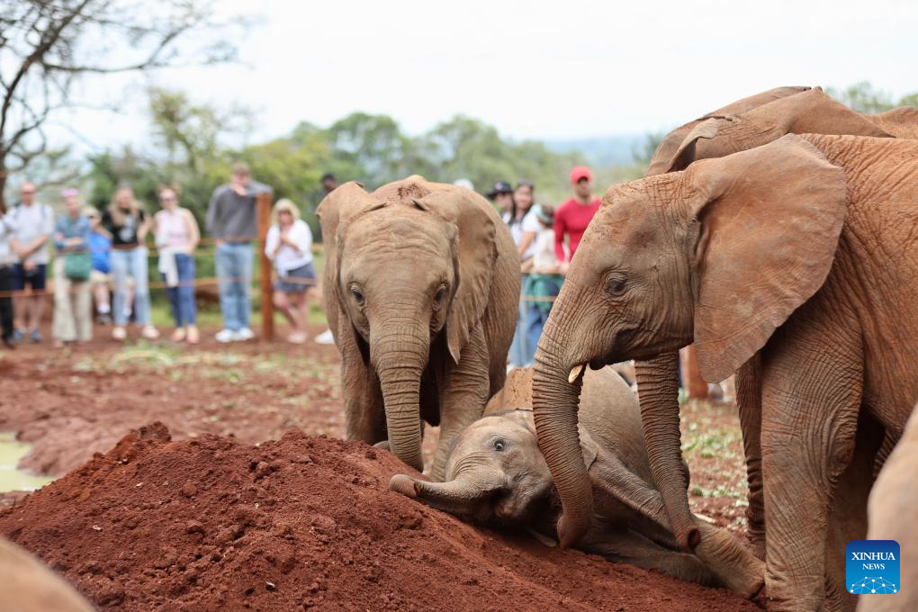 In pics: Elephant Orphanage in Nairobi, Kenya