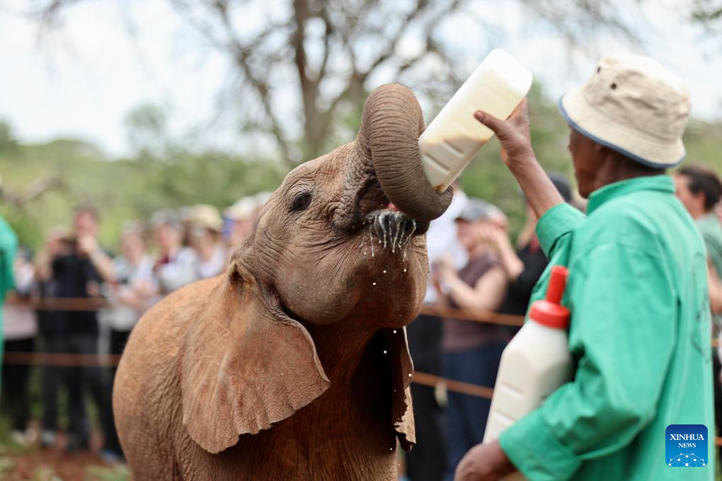 In pics: Elephant Orphanage in Nairobi, Kenya