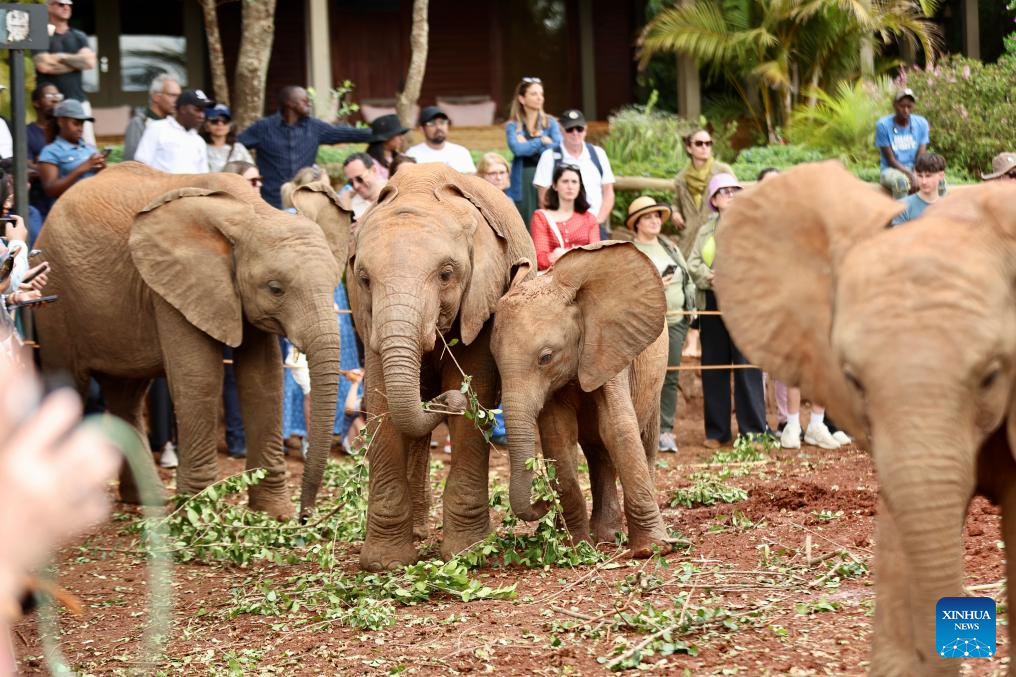 In pics: Elephant Orphanage in Nairobi, Kenya