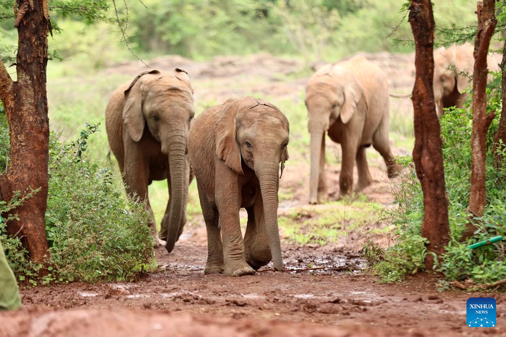 In pics: Elephant Orphanage in Nairobi, Kenya