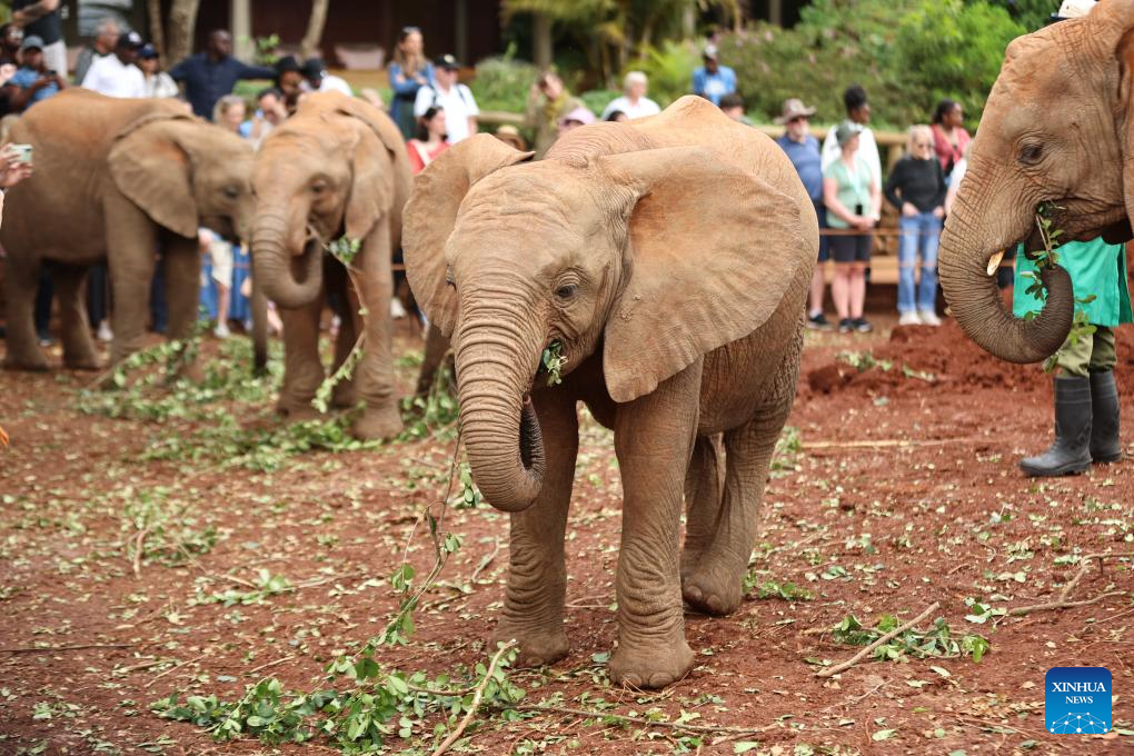 In pics: Elephant Orphanage in Nairobi, Kenya