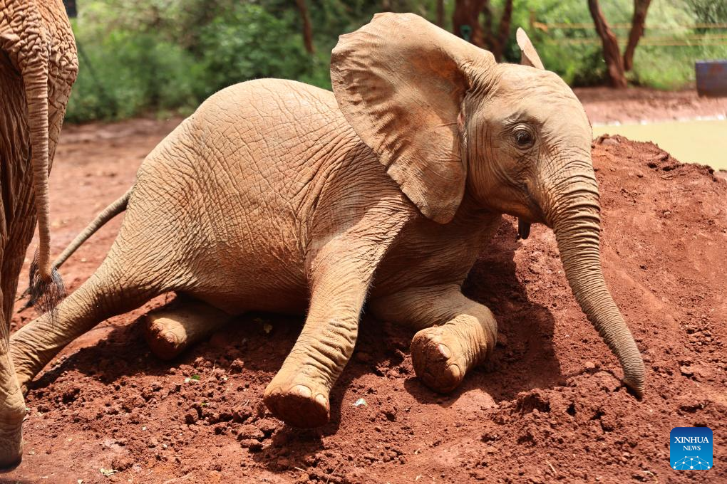 In pics: Elephant Orphanage in Nairobi, Kenya