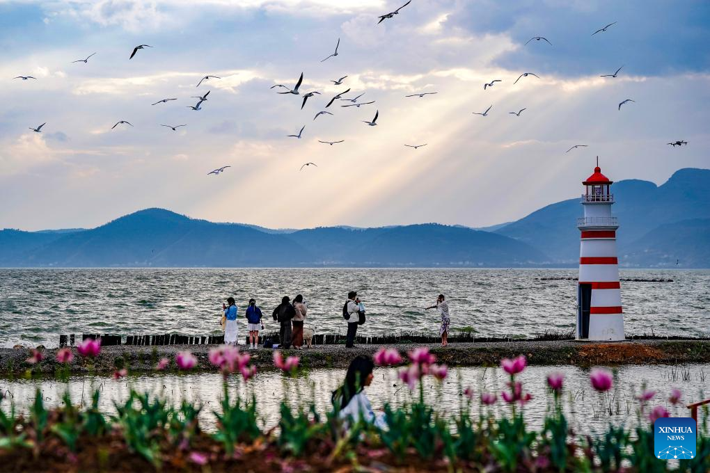Spring scenery of Dianchi Lake attracts tourists in SW China's Yunnan