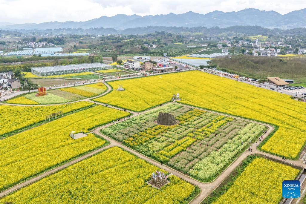 View of rapeseed flower fields in China's Chongqing