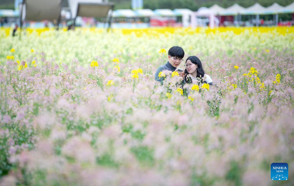 View of rapeseed flower fields in China's Chongqing
