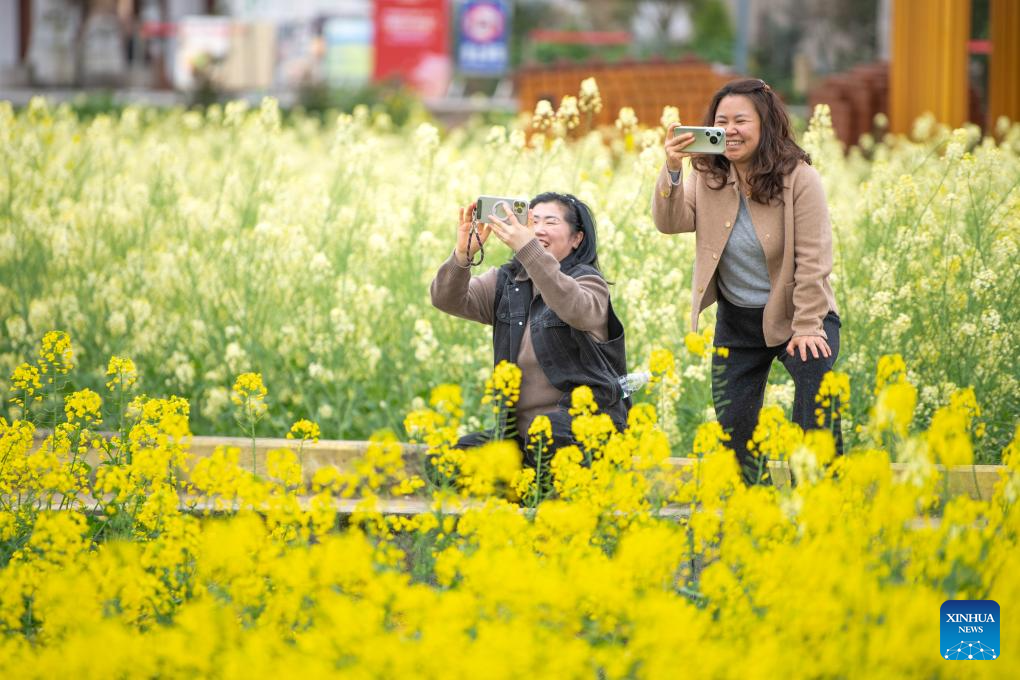 View of rapeseed flower fields in China's Chongqing