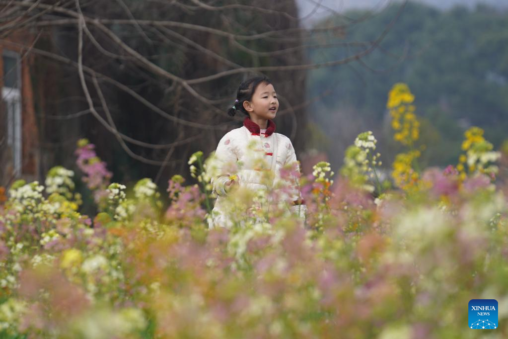 Multi-colored rapeseed flowers attract tourists in Nanchang, China's Jiangxi