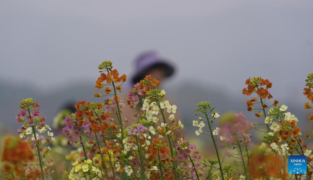 Multi-colored rapeseed flowers attract tourists in Nanchang, China's Jiangxi