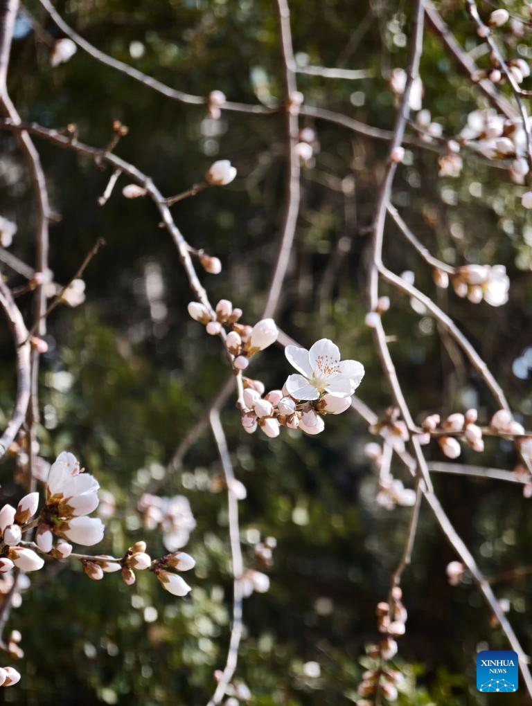 Spring view of Beihai Park in Beijing