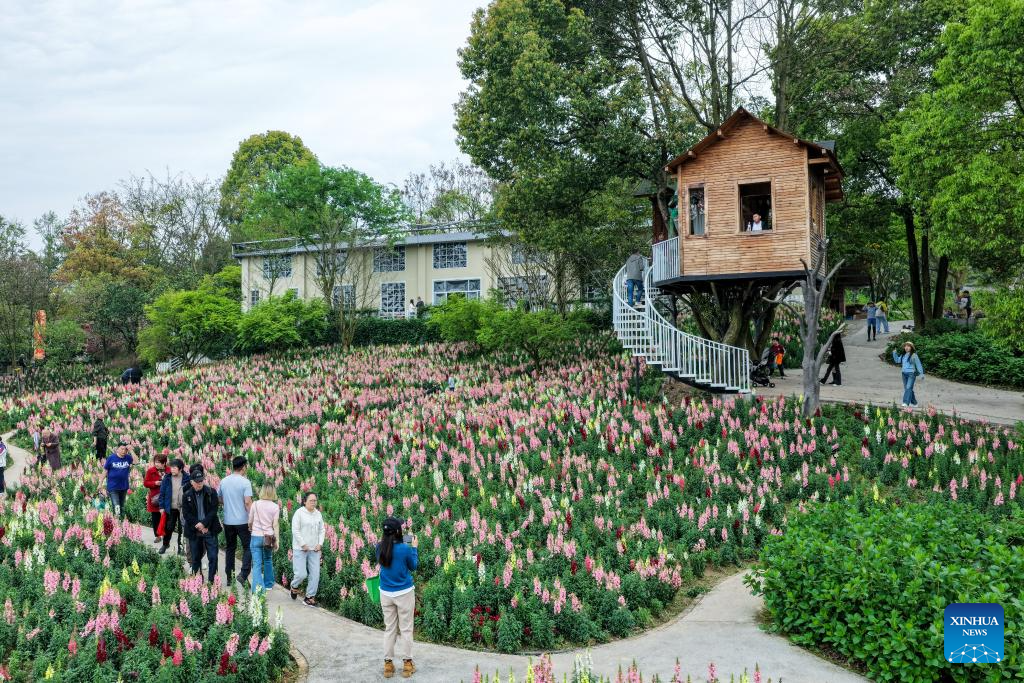 Flower-themed scenic areas drive rural tourism in Chongqing's village